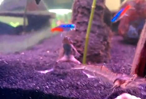 Ech ngan cuoc chien cua tom hinh anh