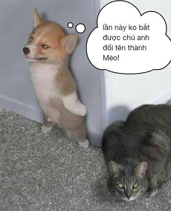 Anh che: Phen nay anh quyet thay ten doi ho hinh anh