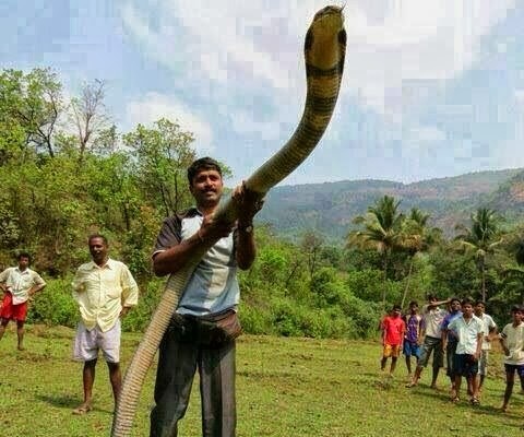 Nhung nguoi chau A khoi hai (phan 50) hinh anh