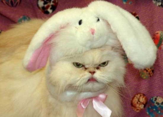 Anh vui: Cosplay dong vat hinh anh