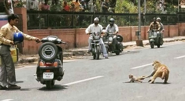 tinh huong hai huoc anh 11