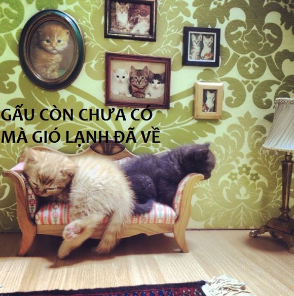 Anh che: Gau con chua co ma gio lanh da ve hinh anh