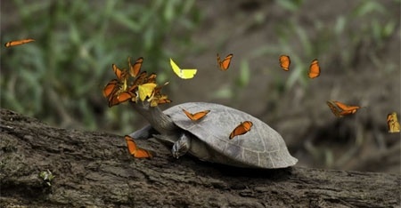 Can canh loai buom uong nuoc mat rua hinh anh