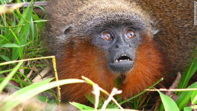 Sinh vat la lo dien o Amazon hinh anh