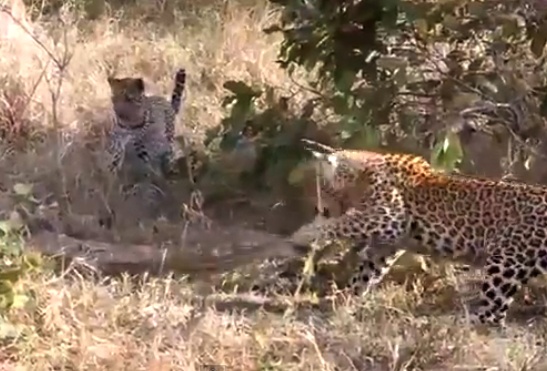 Bao dom xoi tai tran khong lo hinh anh