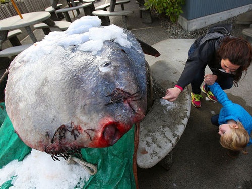 Bat duoc ca khong lo 'den tu sao Hoa' hinh anh
