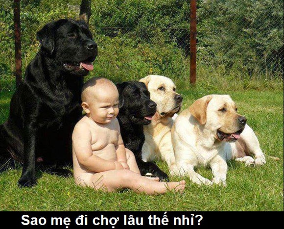 Anh che cho meo: Ngong me di cho ve hinh anh