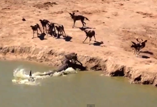 Sat thu dam lay nang con moi cua dan soi hinh anh