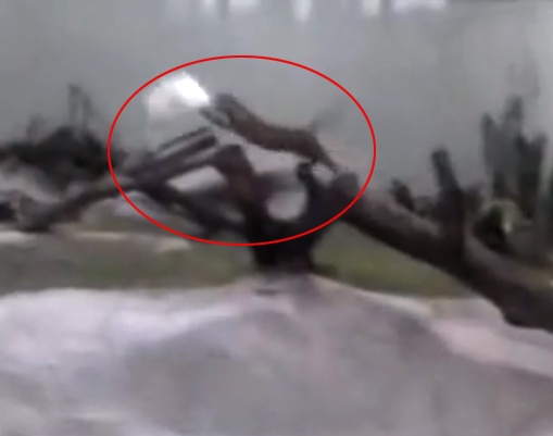 Bao bat chim tren khong hinh anh