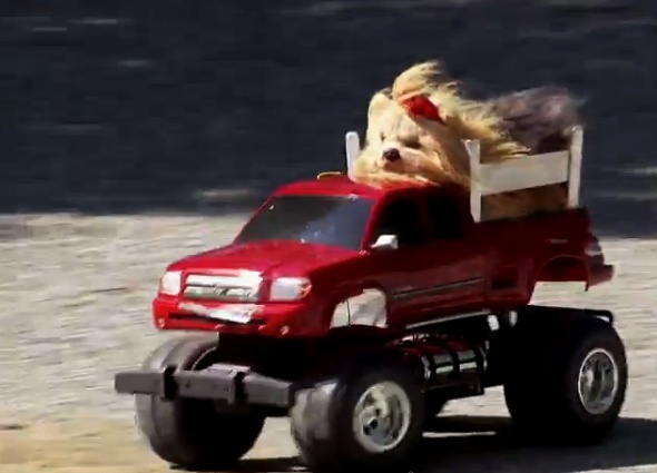 Clip hai: Tai nan khoi hai cua cun cung hinh anh