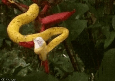 Anh dong: Ran dop moi hinh anh