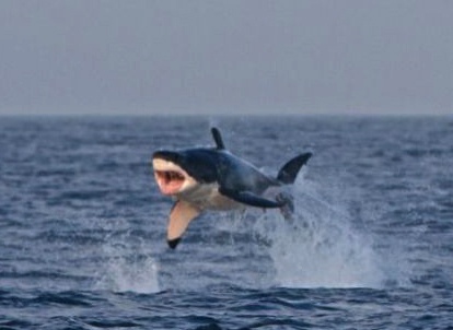 Hinh anh hai huoc khong the bo qua (phan 16) hinh anh