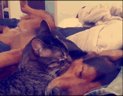 Anh dong vui: Meo au yem cho hinh anh