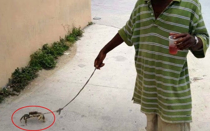 Anh vui chau A: Dat cua di dao hinh anh