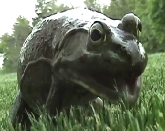 Meo keu nhu de, ech la nhu tre em khoc hinh anh