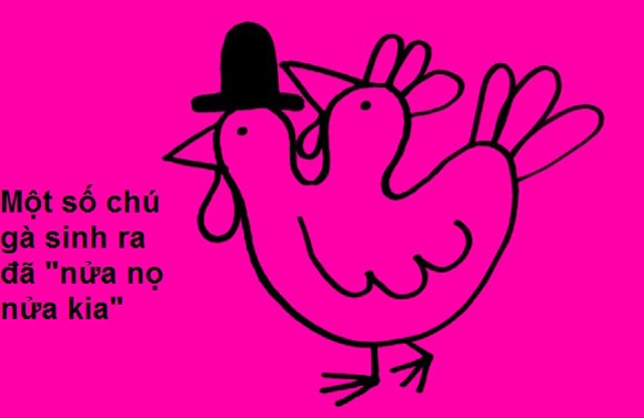 Fun facts: Ga sinh ra cung 'nua no nua kia' hinh anh