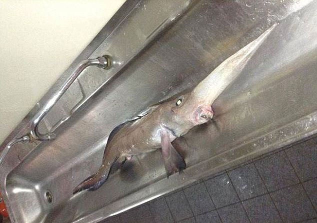 Bat duoc ca ma co mui dai ky di hinh anh