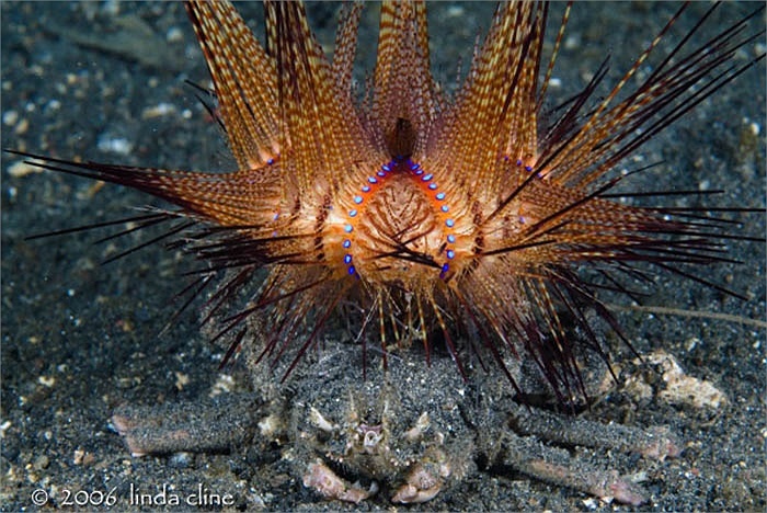 Nhim lua voi cu dop co the an mon da thit con nguoi hinh anh