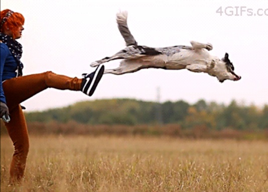 Anh dong vui: Cho nhao lon cuc doc hinh anh