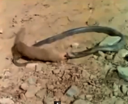 The vo hiem khien cay mangut ha guc ran ho mang hinh anh