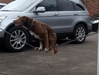 Anh dong vui: Cho choi du day hinh anh