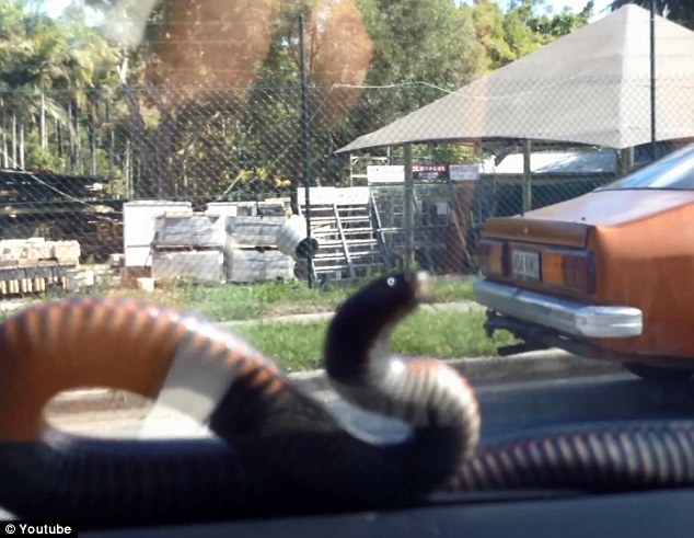 Ran treo len mui xe, tai xe kinh hai hinh anh