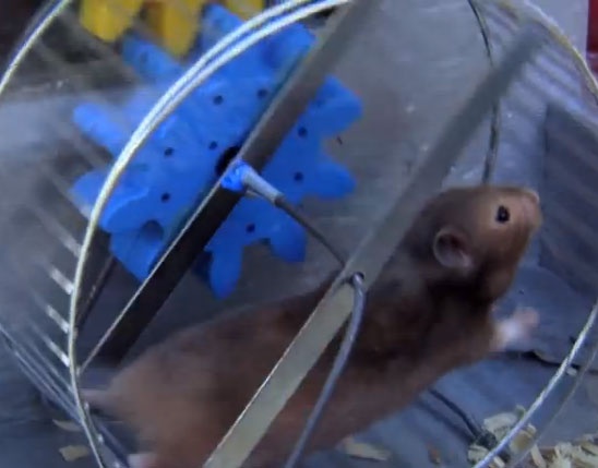 Clip hai: Dong co chuot hinh anh