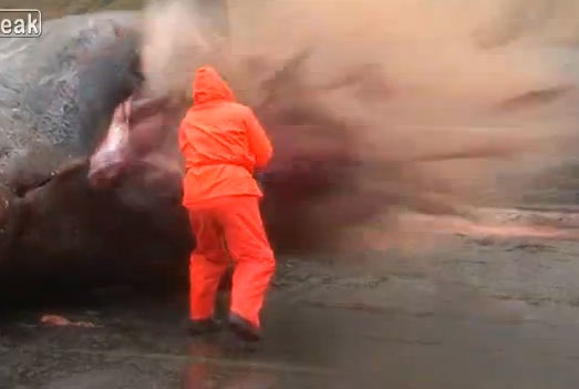 Ca voi no tung, phun noi tang ra ngoai hinh anh