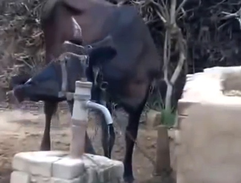 Bo thong minh biet bom nuoc uong hinh anh