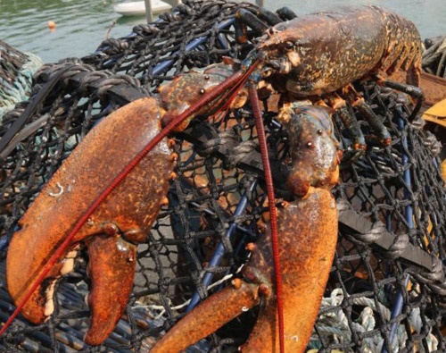 10 sinh vat di thuong xuat hien gan day hinh anh