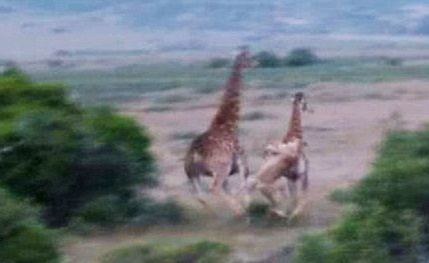 Khoanh khac su tu ha guc huou cao co hinh anh