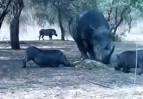 Te giac hat tung lon loi vi 'hoi cua' hinh anh