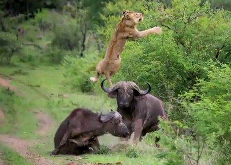 Trau hat tung su tu de cuu dong loai hinh anh