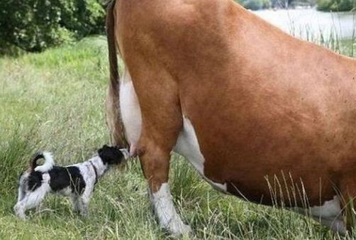 Hinh anh hai huoc khong the bo qua (phan 19) hinh anh