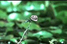 Anh dong vui: Chuon chuon 'troll' ech hinh anh