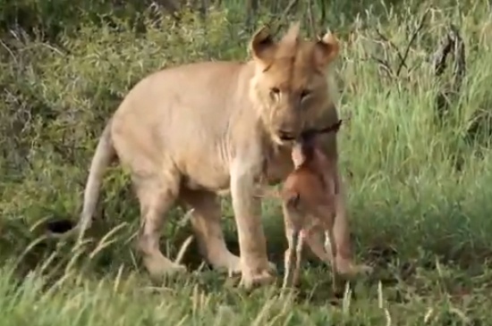 Su tu ngan dong loai an thit nai con hinh anh
