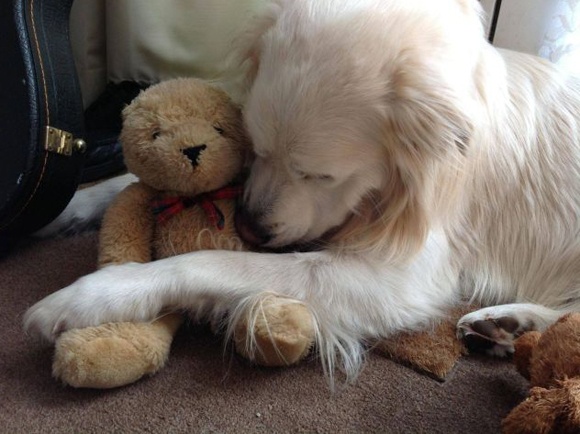 Mua dong co gau, am thau tan tim hinh anh