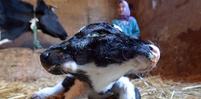 Con be sinh ra co hai dau van khoe manh o Maroc hinh anh