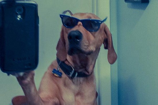 Nhung chu cho thich chup anh tu suong hinh anh