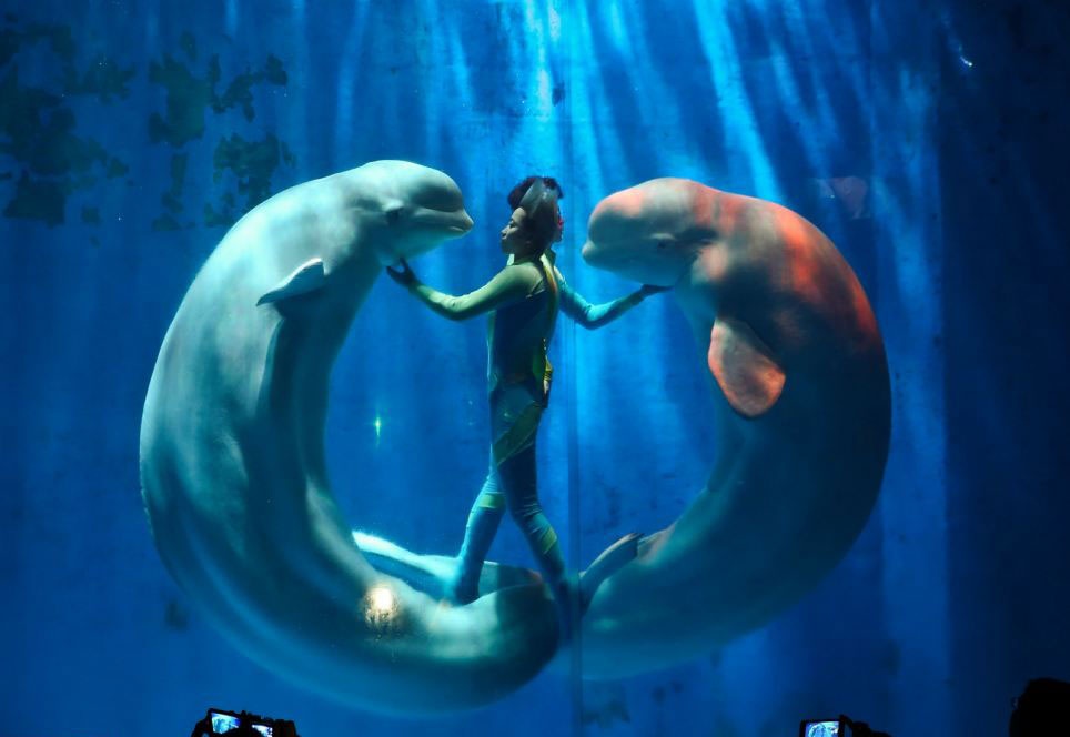 Man trinh dien an tuong cua ca voi trang hinh anh