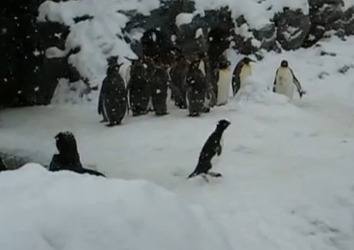 Chim canh cut nhay nhot giua troi tuyet hinh anh