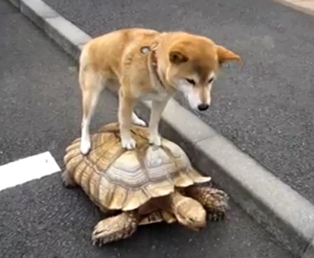 Cho cuoi rua dao pho hinh anh