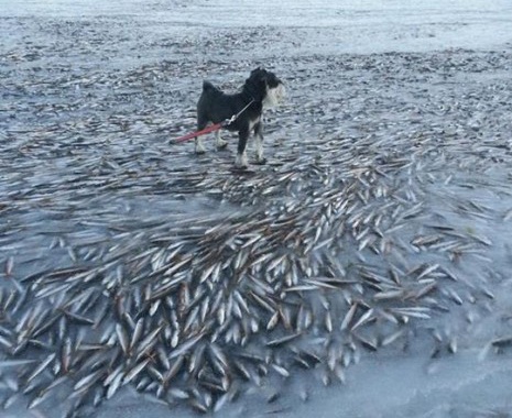 Hang nghin con ca dong bang tren bai bien hinh anh