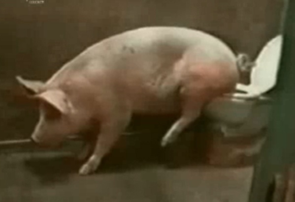 Lon di ve sinh bang bon cau hinh anh