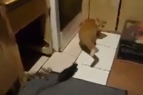 'Tom va Jerry' trong doi that hinh anh