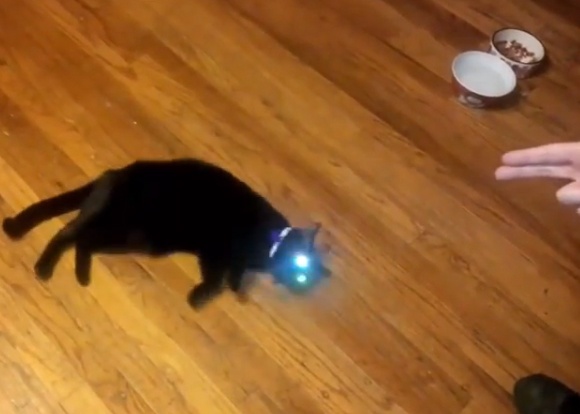 Nhung con meo gia vo chet hinh anh