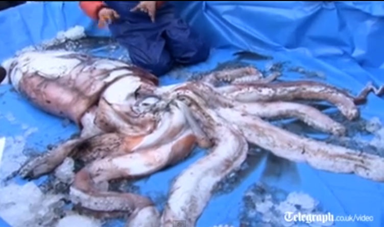 Muc 100 kg mac luoi o Nhat Ban hinh anh