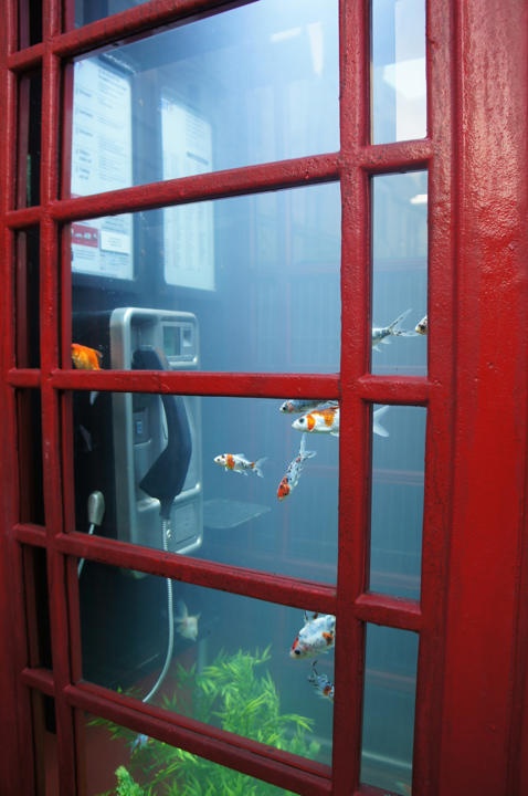 Bot dien thoai cu bien thanh be ca hinh anh