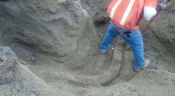 Tim thay nga voi ma mut giua duong pho My hinh anh