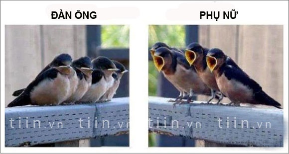 Su khac biet giua con gai va con trai hinh anh